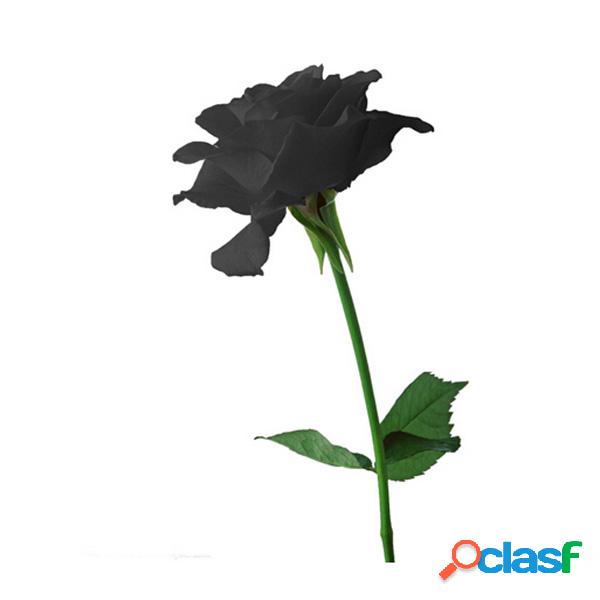 20 Sementes de Rosas Negras