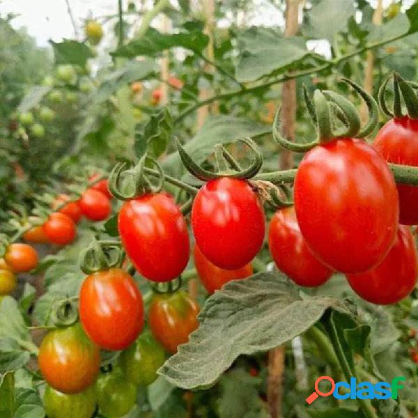 200 pcs Forma de Bala de Tomate Longa Tomate Planta