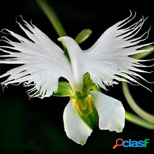 200pcs garça Branca Flores sementes radiata rara orquídea