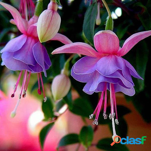 30Pcs Fuchsia Hybrida Voss sementes Em vasos de plantas