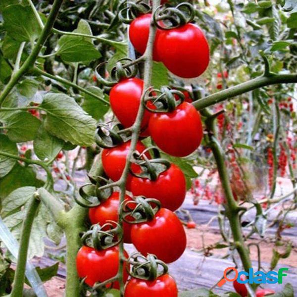 30pcs British Cherries Tomate Seeds Garden Plants