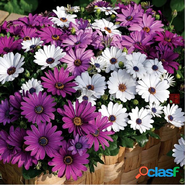 50 PCS Africano Azul Olhos Margarida Planta Fácil Crescer