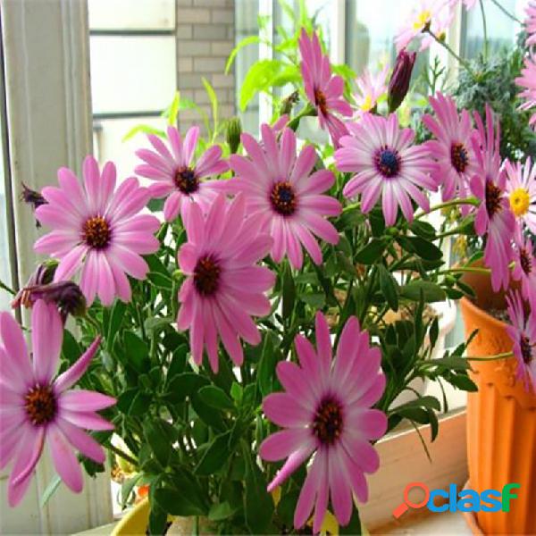 50 Pcs / Bolsa Rainbow Daisy sementes Bonsai Osteospermum