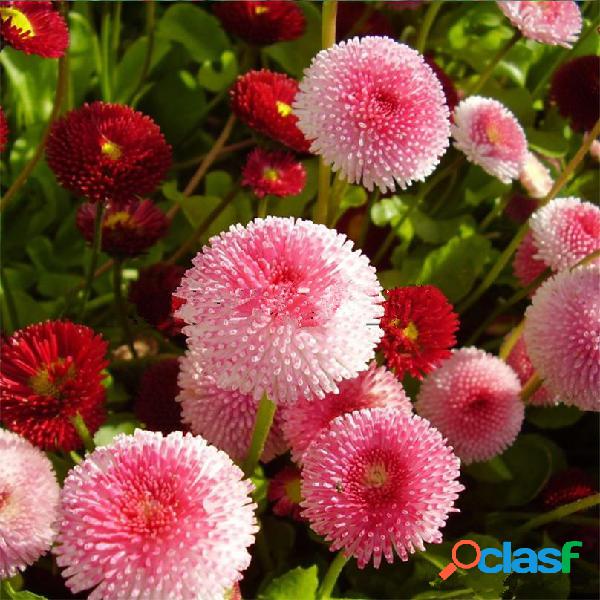 50Pcs / Bolsa Sorvete de morango Little Daisy sementes