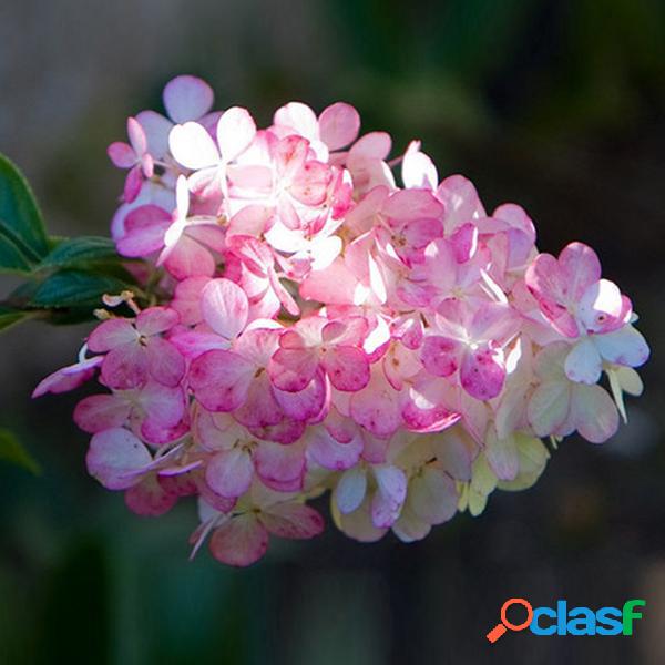 50Pcs baunilha morango hortênsia flor sementes plantando