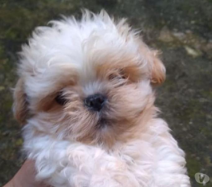 Cão Lhasa apso