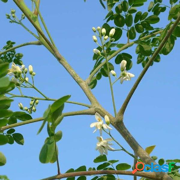 Egrow 10 Unidades / pacote Moringa sementes Plantas de