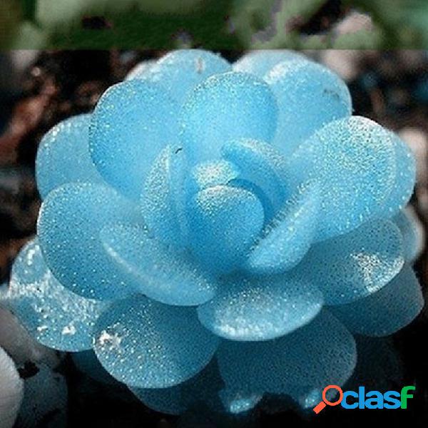 Egrow 100 PCS Azul Lithops Perene Pseudotruncatella sementes