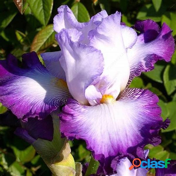 Egrow 100 PCS / Bolsa Iris Orquídeas Bonsai sementes Raro