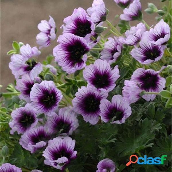 Egrow 100 PCS Geranium Seed Garden Sementes de flores em