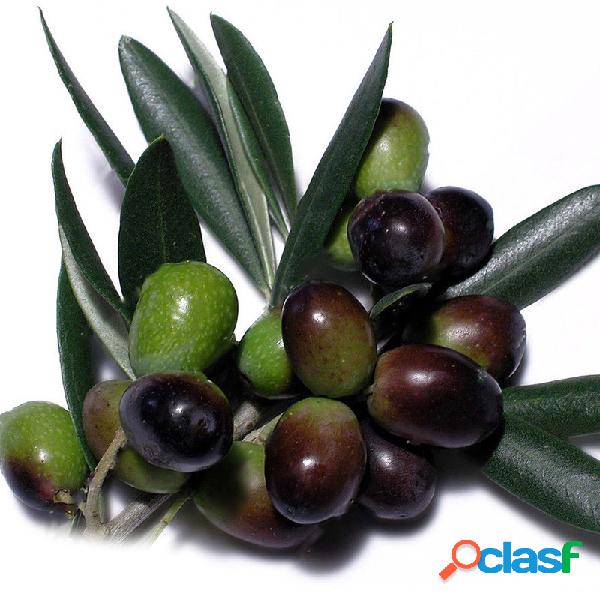 Egrow 100 Pcs / Bolsa Mini Olive sementes Frutas sementes