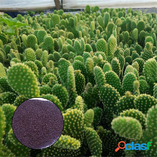 Egrow 100 Pcs / Bolsa Opuntia sementes Bonsai Plantas