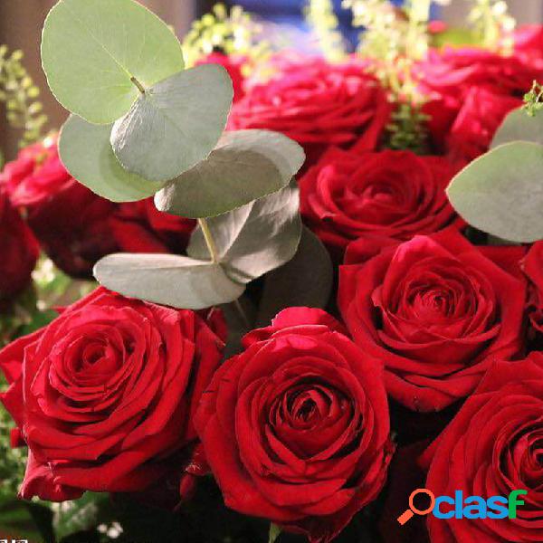 Egrow 100 Pcs Raro Rose sementes Cor Misturada Jardim de