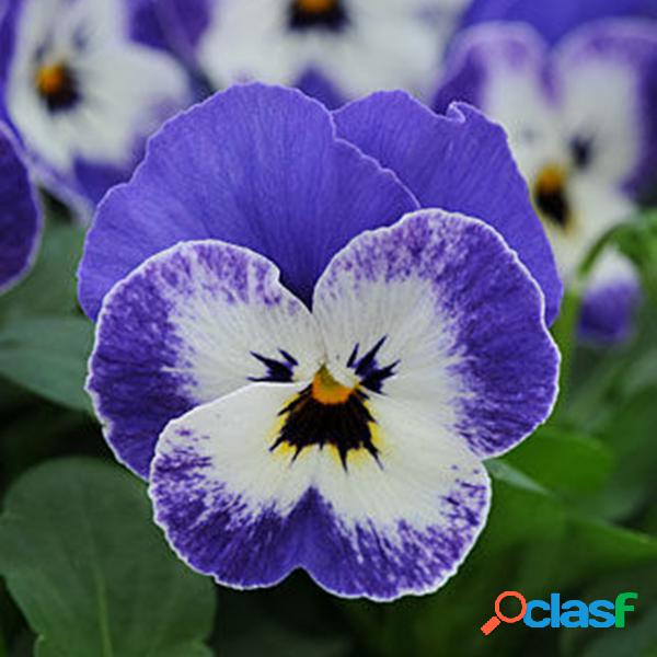 Egrow 100 Unidades / lote Viola sementes Vermelho Azul