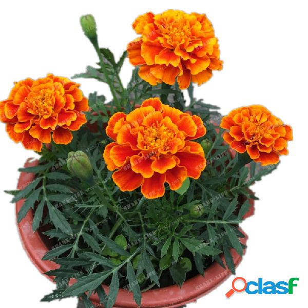 Egrow 100 Unidades / pacote Africano Marigold Flor Flores