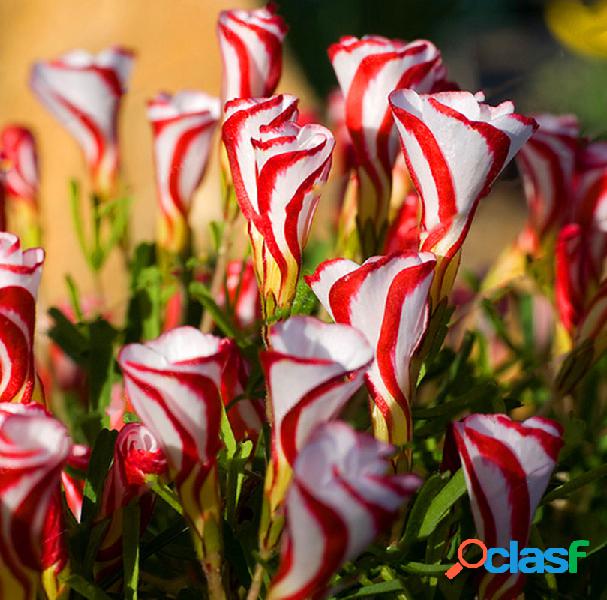 Egrow 100pcs / Bolsa Oxalis Versicolor Candy Cane Sorrel