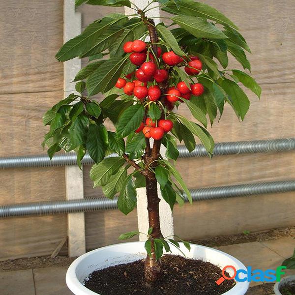 Egrow 20 Pçs / saco Sementes De Cereja Em Casa Fruto Bonsai
