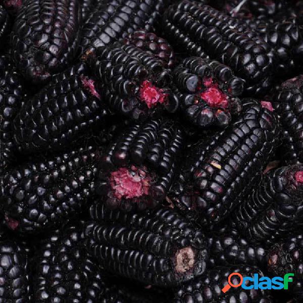 Egrow 20 Unidades / pacote Milho Roxo sementes Vegetais de