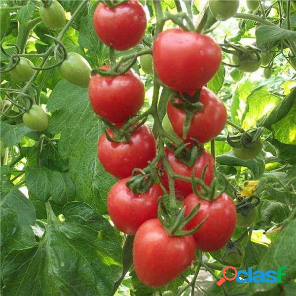 Egrow 200Pcs Tomate sementes Horta Plantio Vermelho Amarelo