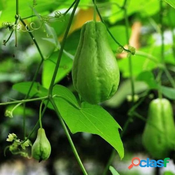 Egrow 30 unidades / pacote chuchu sementes natural delicioso