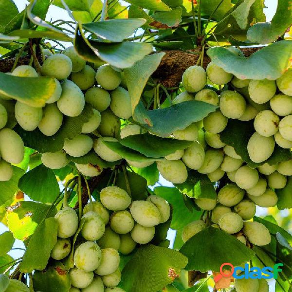 Egrow 5 Unidades / pacote Ginkgo Biloba Sementes Raras