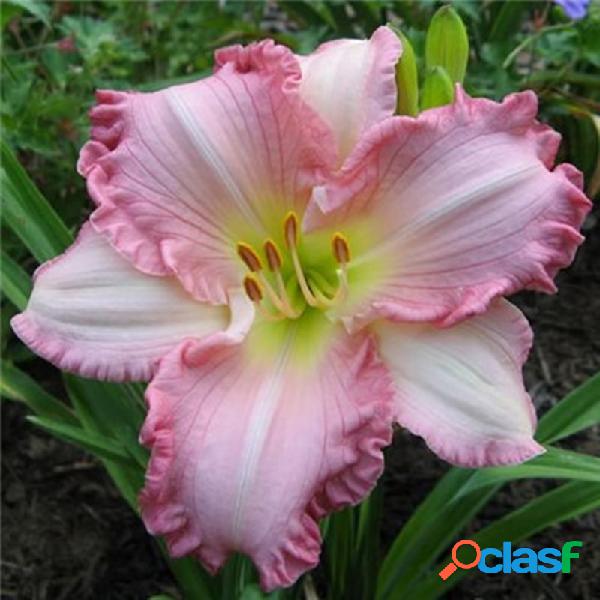 Egrow 50 Unidades / pacote Daylily sementes Hemerocallis