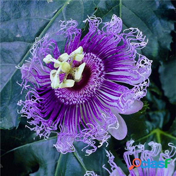 Egrow 50 Unidades / pacote Jardim de Sementes de Flores da