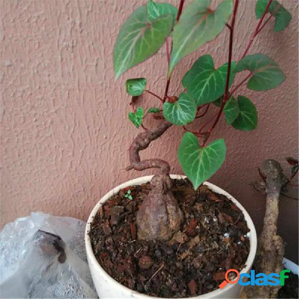Egrow 50 unidades / pacote Polygonum Multiflorum sementes