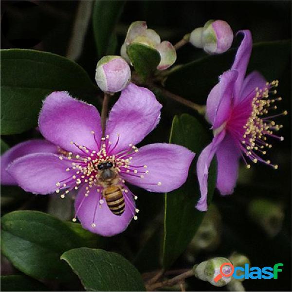 Egrow 50 unidades / pacote Rhodomyrtus Tomentosa sementes