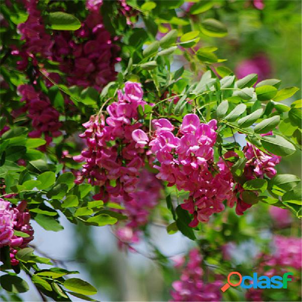 Egrow 50 unidades / pacote Sophora Tonkinensi Tree sementes