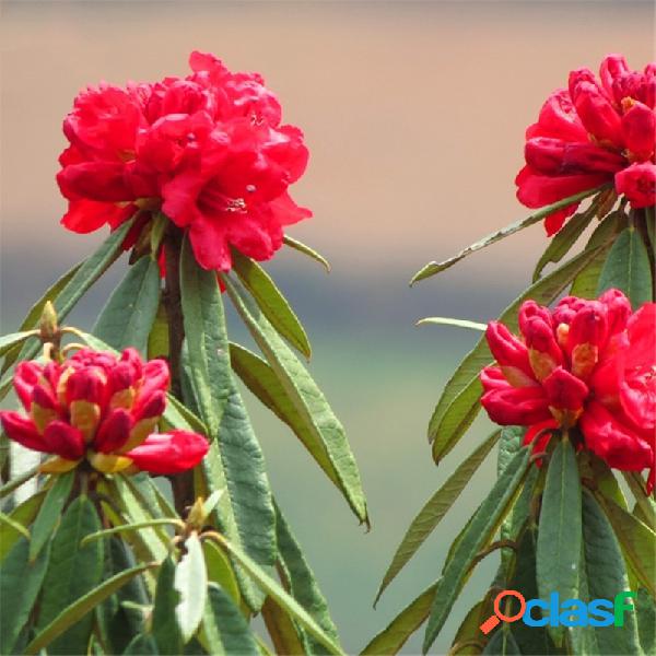 Egrow 50 unidades / pacote rododendro Delavayi sementes