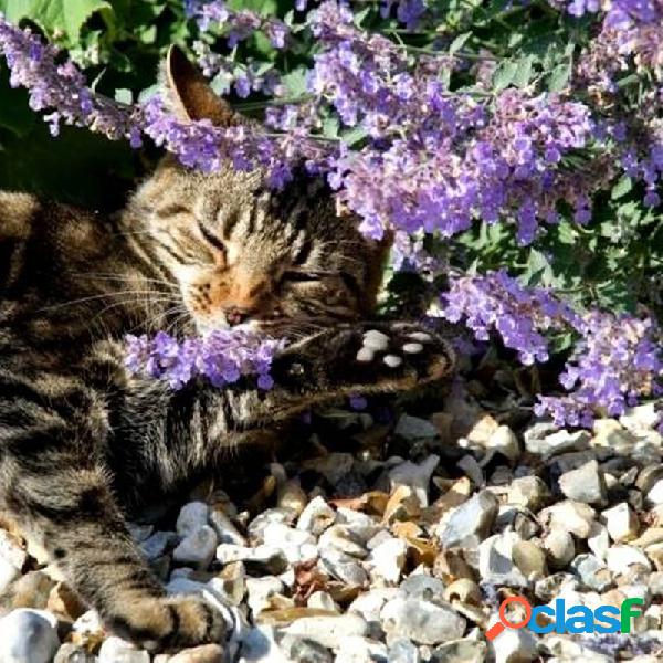 Egrow 600 Unidades / pacote Lavanda sementes Flores Roxas Em