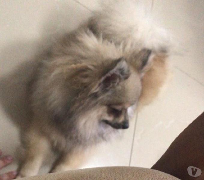 Spitz alemão