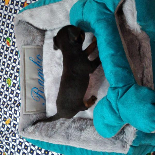 cama pet azul com nome gravado "rambo"