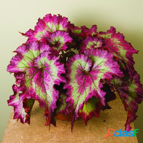 100 Pcs Rosa Verde Coleus Flor sementes Jardim Mágico