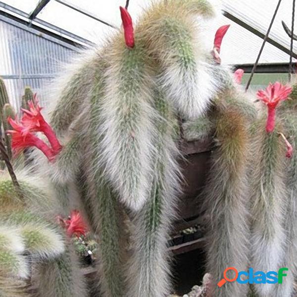 20 Pcs / Bolsa Suculenta Planta sementes Sementes Limitadas