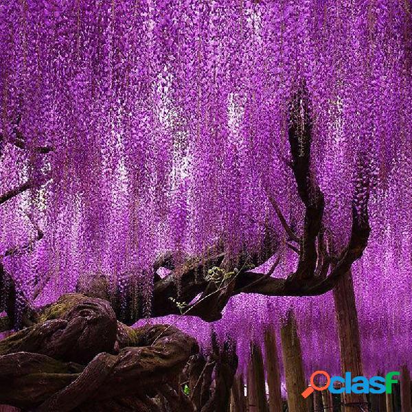 Egrow 15 Pçs / saco Raro Wisteria Flor Sementes Roxas
