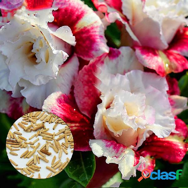 Egrow 5 Pçs / pacote Rosa Sementes Real Adenium Obesum