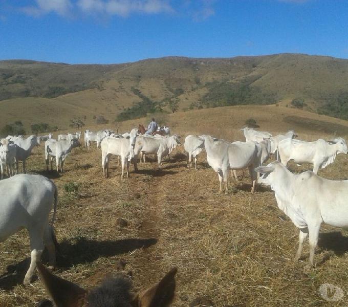 Fazenda 296 alqueires formada pra gado