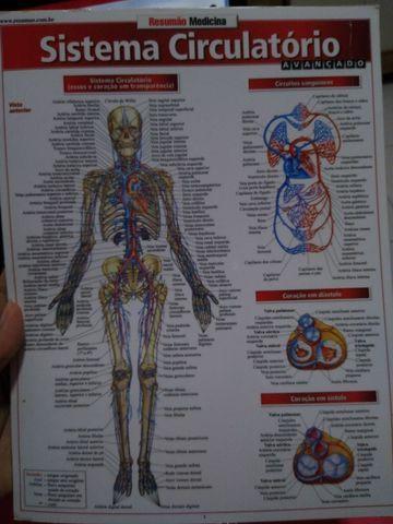 Livro de Anatomia Ilustrado + Sistema Circulatório