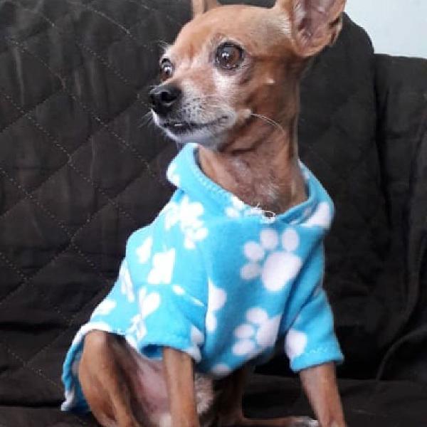 Roupas de frio para pets