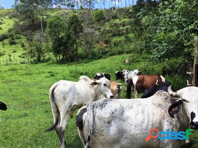 Sítio 10 alqueires com Água Mineral em São Francisco