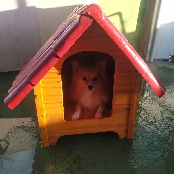 casinha de madeira para cachorro de porte pequeno