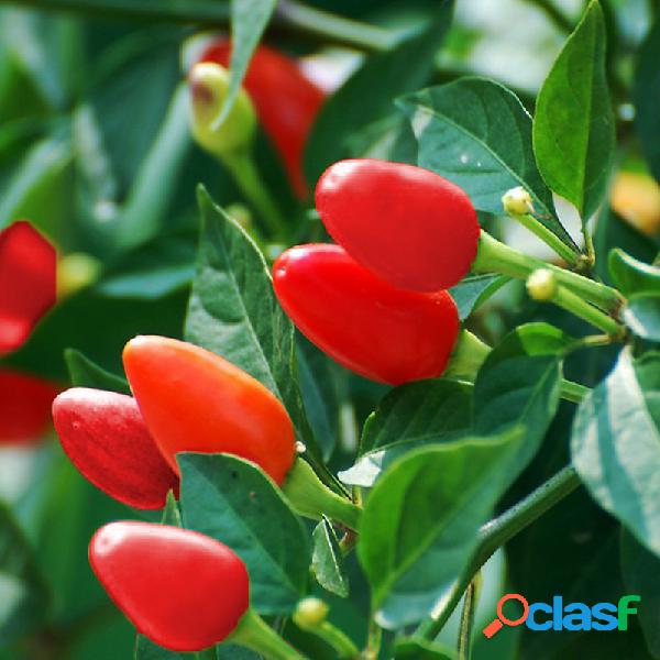 100 Pcs Egrow Mix Cor Pimenta sementes Pimenta Pimenta