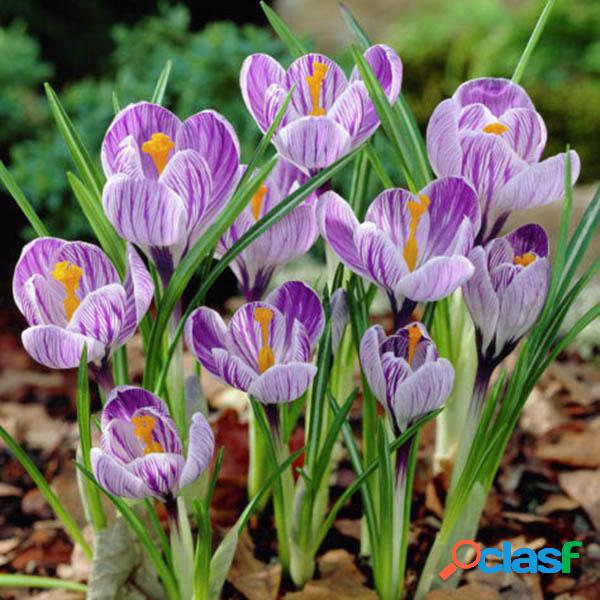 100Pcs Açafrão Vernus Dutch Açafrão Semente Potted