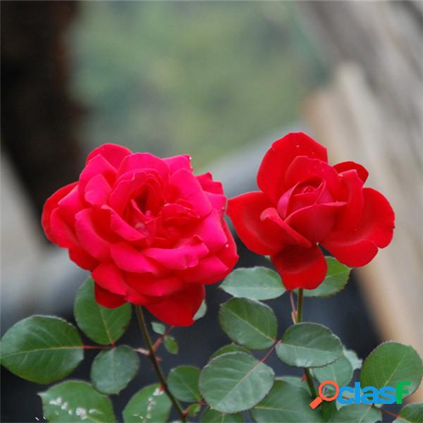 100Pcs Red Rose árvore sementes DIY Início Jardim Potted