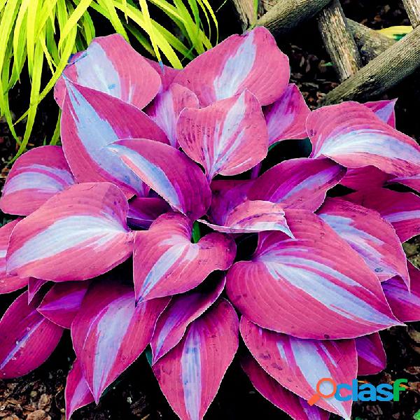 150Pçs / Pack Hosta Flor sementes Jardim Perenes Ornamental
