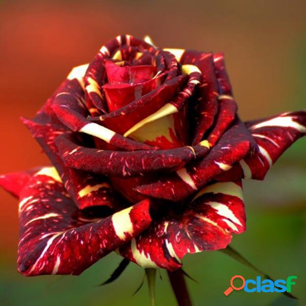 30pcs Abracadabra Sementes de Rosa da China DIY para jardim