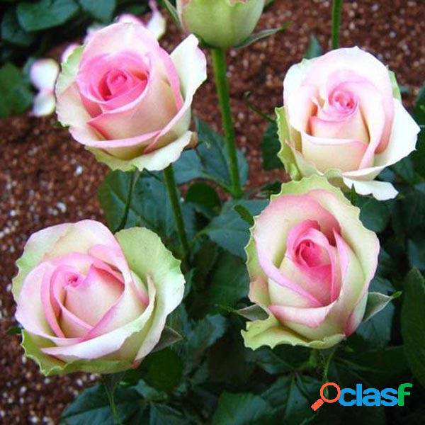 50pcs Rosa rosa branca sementes diy casa jardim plantio flor