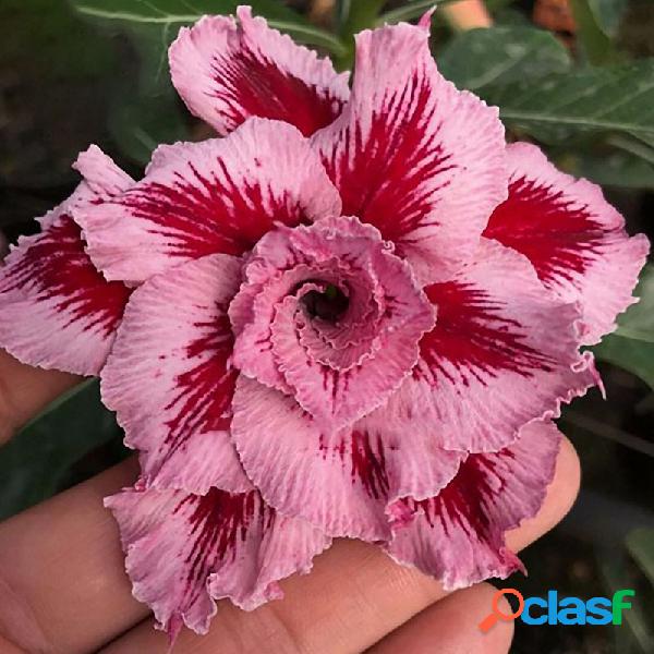 Egrow 10 Pçs / saco Adenium Sementes Gigante De Duas Cores